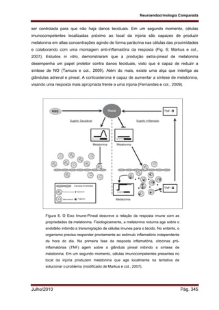Neuroendocrinologia Comparada
Julho/2010 Pág. 345
ser controlada para que não haja danos teciduais. Em um segundo momento, células
imunocompetentes localizadas próximo ao local da injúria são capazes de produzir
melatonina em altas concentrações agindo de forma parácrina nas células das proximidades
e colaborando com uma montagem anti-inflamatória da resposta (Fig. 6; Markus e col.,
2007). Estudos in vitro, demonstraram que a produção extra-pineal de melatonina
desempenha um papel protetor contra danos teciduais, visto que é capaz de reduzir a
síntese de NO (Tamura e col., 2009). Além do mais, existe uma alça que interliga as
glândulas adrenal e pineal. A corticosterona é capaz de aumentar a síntese de melatonina,
visando uma resposta mais apropriada frente a uma injúria (Fernandes e col., 2009).
Figura 6. O Eixo Imune-Pineal descreve a relação da resposta imune com as
propriedades da melatonina. Fisiologicamente, a melatonina noturna age sobre o
endotélio inibindo a transmigração de células imunes para o tecido. No entanto, o
organismo precisa responder prontamente ao estímulo inflamatório independente
da hora do dia. Na primeira fase da resposta inflamatória, citocinas pró-
inflamatórias (TNF) agem sobre a glândula pineal inibindo a síntese de
melatonina. Em um segundo momento, células imunocompetentes presentes no
local da injúria produzem melatonina que age localmente na tentativa de
solucionar o problema (modificado de Markus e col., 2007).
 