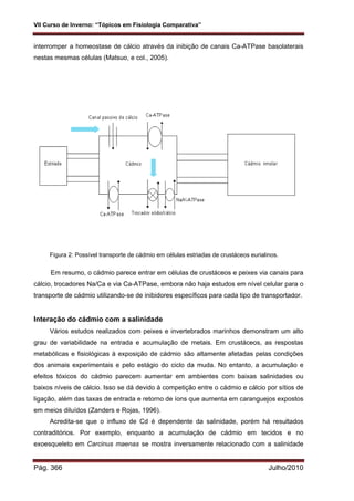VII Curso de Inverno: “Tópicos em Fisiologia Comparativa”
Pág. 366 Julho/2010
interromper a homeostase de cálcio através da inibição de canais Ca-ATPase basolaterais
nestas mesmas células (Matsuo, e col., 2005).
Figura 2: Possível transporte de cádmio em células estriadas de crustáceos eurialinos.
Em resumo, o cádmio parece entrar em células de crustáceos e peixes via canais para
cálcio, trocadores Na/Ca e via Ca-ATPase, embora não haja estudos em nível celular para o
transporte de cádmio utilizando-se de inibidores específicos para cada tipo de transportador.
Interação do cádmio com a salinidade
Vários estudos realizados com peixes e invertebrados marinhos demonstram um alto
grau de variabilidade na entrada e acumulação de metais. Em crustáceos, as respostas
metabólicas e fisiológicas à exposição de cádmio são altamente afetadas pelas condições
dos animais experimentais e pelo estágio do ciclo da muda. No entanto, a acumulação e
efeitos tóxicos do cádmio parecem aumentar em ambientes com baixas salinidades ou
baixos níveis de cálcio. Isso se dá devido à competição entre o cádmio e cálcio por sítios de
ligação, além das taxas de entrada e retorno de íons que aumenta em caranguejos expostos
em meios diluídos (Zanders e Rojas, 1996).
Acredita-se que o influxo de Cd é dependente da salinidade, porém há resultados
contraditórios. Por exemplo, enquanto a acumulação de cádmio em tecidos e no
exoesqueleto em Carcinus maenas se mostra inversamente relacionado com a salinidade
 