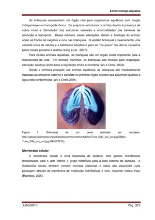 Ecotoxicologia Aquática
Julho/2010 Pág. 373
As brânquias representam um órgão vital para organismos aquáticos com função
indispensável no transporte iônico. Os prejuízos estruturais ocorridos devido à presença de
cobre inclui a “demolição” das estruturas celulares e anormalidades das barreiras de
absorção e transporte. Dessa maneira, essas alterações afetam a fisiologia do animal,
como as trocas de oxigênio e íons nas brânquias. O epitélio branquial é basicamente uma
camada única de células e a habilidade adaptativa para se “recuperar” dos danos causados
pelos metais pesados é restrita (Yang e col., 2007).
Para muitos animais aquáticos, as brânquias são um órgão muito importante para a
manutenção da vida. Em animais marinhos, as brânquias são cruciais para respiração,
excreção, balanço acido-base e regulação iônica e osmótica (Wu e Chen, 2004).
Sendo a primeira proteção nos animais aquáticos, as brânquias são imediatamente
expostas ao ambiente externo e consiste no primeiro órgão exposto aos poluentes quando a
água está contaminada (Wu e Chen,2004).
Figura 1: Brânquias de um peixe retiradas por completo.
http://upload.wikimedia.org/wikipedia/commons/thumb/b/bc/Tuna_Gills_cut_out.jpg/250px-
Tuna_Gills_cut_out.jpg (04/05/2010).
Membrana celular
A membrana celular é uma bicamada de lipídeos, com grupos hidrofóbicos
direcionados para o lado interno e grupo hidrofílico para o lado externo da camada. A
membrana celular também contem diversas proteínas e estas são essenciais para
passagem através da membrana de moléculas hidrofóbicas e íons, incluindo metais traço
(Rainbow, 2000).
 