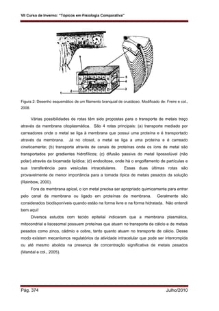 VII Curso de Inverno: “Tópicos em Fisiologia Comparativa”
Pág. 374 Julho/2010
Figura 2: Desenho esquemático de um filamento branquial de crustáceo. Modificado de: Freire e col.,
2008.
Várias possibilidades de rotas têm sido propostas para o transporte de metais traço
através da membrana citoplasmática. São 4 rotas principais: (a) transporte mediado por
carreadores onde o metal se liga à membrana que possui uma proteína e é transportado
através da membrana. Já no citosol, o metal se liga a uma proteína e é carreado
cineticamente; (b) transporte através de canais de proteínas onde os íons de metal são
transportados por gradientes hidrofílicos; (c) difusão passiva do metal lipossolúvel (não
polar) através da bicamada lipídica; (d) endocitose, onde há o engolfamento de partículas e
sua transferência para vesículas intracelulares. Essas duas últimas rotas são
provavelmente de menor importância para a tomada típica de metais pesados da solução
(Rainbow, 2000).
Fora da membrana apical, o ion metal precisa ser apropriado quimicamente para entrar
pelo canal da membrana ou ligado em proteínas da membrana. Geralmente são
considerados biodisponíveis quando estão na forma livre e na forma hidratada. Não entendi
bem aqui!
Diversos estudos com tecido epitelial indicaram que a membrana plasmática,
mitocondrial e lisossomal possuem proteínas que atuam no transporte de cálcio e de metais
pesados como zinco, cádmio e cobre, tanto quanto atuam no transporte de cálcio. Desse
modo existem mecanismos regulatórios da atividade intracelular que pode ser interrompida
ou até mesmo abolida na presença de concentração significativa de metais pesados
(Mandal e col., 2005).
 