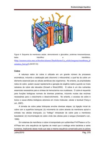 Ecotoxicologia Aquática
Julho/2010 Pág. 375
Figura 4: Esquema da membrana celular, demonstrando o glicocálice, proteínas transmembranas,
lados hidrofílico e hidrofóbico.
(http://recursos.cnice.mec.es/biosfera/alumno/2bachillerato/La_celula/imagenes/membrana_pl
asmatica_bort.gif) (04/05/10)
Cobre
A natureza redox do cobre é utilizada em um grande número de processos
enzimáticos, incluindo a catalização pelo citocromo c mitocondrial, o qual faz do cobre um
elemento essencial para as células aeróbicas dos organismos. No entanto, as propriedades
redox do cobre podem causar rapidamente a geração de oxigênio reativo quando os níveis
celulares de cobre são elevados (Grosell e Wood,2002). O cobre é um dos nutrientes
essenciais necessários para a síntese de hemocianina nos crustáceos. O cobre é requerido
para funções biológicas normais de diversas proteínas, incluindo muitas das enzimas
necessárias para o crescimento e desenvolvimento. No entanto, o excesso de cobre é
toxico e causa efeitos biológicos adversos em níveis molecular, celular e tecidual (Yang e
col., 2007).
A tomada de cobre pelas brânquias envolve diversas etapas: (a) ligação inicial do
cobre com a superfície branquial; (b) movimento do cobre através da membrana apical e
entrada nas células branquiais; (c) “trafego” intracelular de cobre para a membrana
basolateral; (d) movimentação do cobre vindo das células para o sangue (Campbell e col.,
1999).
Em sistemas de mamíferos o cobre é transportado por subfamílias P-ATPases e a Cu-
ATPase tem uma sequência de ligantes de metal que é análoga entre bactérias e seres
humanos, implicando desse modo que seja a mesma sequência conservada para os peixes
 