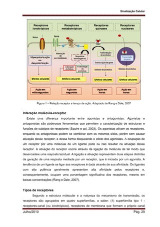 Sinalização Celular
Julho/2010 Pág. 29
Figura 1 – Relação receptor e tempo de ação. Adaptado de Rang e Dale, 2007
Interação molécula-receptor
Existe uma diferença importante entre agonistas e antagonistas. Agonistas e
antagonistas são poderosas ferramentas que permitem a caracterização de estruturas e
funções de subtipos de receptores (Squire e col, 2003). Os agonistas ativam os receptores,
enquanto os antagonistas podem se combinar com os mesmos sítios, porém sem causar
ativação desse receptor, e dessa forma bloqueando o efeito dos agonistas. A ocupação de
um receptor por uma molécula de um ligante pode ou não resultar na ativação desse
receptor. A ativação do receptor ocorre através da ligação da molécula de tal modo que
desencadeie uma resposta tecidual. A ligação e ativação representam duas etapas distintas
da geração de uma resposta mediada por um receptor, que é iniciada por um agonista. A
tendência de um ligante se ligar aos receptores é dada através de sua afinidade. Os ligantes
com alta potência geralmente apresentam alta afinidade pelos receptores e,
consequentemente, ocupam uma porcentagem significativa dos receptores, mesmo em
baixas concentrações (Rang e Dale, 2007).
Tipos de receptores
Segundo a estrutura molecular e a natureza do mecanismo de transmissão, os
receptores são agrupados em quatro superfamílias, a saber: (1) superfamília tipo 1 -
receptores-canal (ou ionotrópicos), receptores de membrana que formam o próprio canal
 