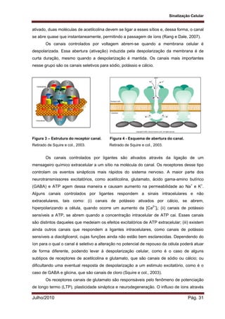 Sinalização Celular
Julho/2010 Pág. 31
ativado, duas moléculas de acetilcolina devem se ligar a esses sítios e, dessa forma, o canal
se abre quase que instantaneamente, permitindo a passagem de íons (Rang e Dale, 2007).
Os canais controlados por voltagem abrem-se quando a membrana celular é
despolarizada. Essa abertura (ativação) induzida pela despolarização da membrana é de
curta duração, mesmo quando a despolarização é mantida. Os canais mais importantes
nesse grupo são os canais seletivos para sódio, potássio e cálcio.
                                                                                                                                                                                                                                                                                                                                                                                                                                             
Figura 3 – Estrutura do receptor canal. Figura 4 - Esquema de abertura do canal.
Retirado de Squire e col., 2003. Retirado de Squire e col., 2003.
Os canais controlados por ligantes são ativados através da ligação de um
mensageiro químico extracelular a um sítio na molécula do canal. Os receptores desse tipo
controlam os eventos sinápticos mais rápidos do sistema nervoso. A maior parte dos
neurotransmissores excitatórios, como acetilcolina, glutamato, ácido gama-amino butírico
(GABA) e ATP agem dessa maneira e causam aumento na permeabilidade ao Na+
e K+
.
Alguns canais controlados por ligantes respondem a sinais intracelulares e não
extracelulares, tais como: (i) canais de potássio ativados por cálcio, se abrem,
hiperpolarizando a célula, quando ocorre um aumento da [Ca2+
]i; (ii) canais de potássio
sensíveis a ATP, se abrem quando a concentração intracelular de ATP cai. Esses canais
são distintos daqueles que medeiam os efeitos excitatórios de ATP extracelular; (iii) existem
ainda outros canais que respondem a ligantes intracelulares, como canais de potássio
sensíveis a diacilglicerol, cujas funções ainda não estão bem esclarecidas. Dependendo do
íon para o qual o canal é seletivo a alteração no potencial de repouso da célula poderá atuar
de forma diferente, podendo levar à despolarização celular, como é o caso de alguns
subtipos de receptores de acetilcolina e glutamato, que são canais de sódio ou cálcio; ou
dificultando uma eventual resposta de despolarização a um estimulo excitatório, como é o
caso de GABA e glicina, que são canais de cloro (Squire e col., 2003).
Os receptores canais de glutamato são responsáveis pelo fenômeno de potenciação
de longo termo (LTP), plasticidade sináptica e neurodegeneração. O influxo de íons através
 