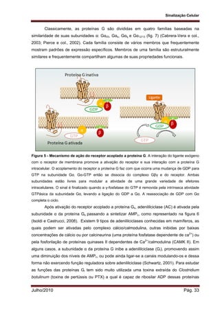 Sinalização Celular
Julho/2010 Pág. 33
Classicamente, as proteínas G são divididas em quatro famílias baseadas na
similaridade de suas subunidades α: Gαi/0, Gαs, Gαq e Gα12/13 (fig. 7) (Cabrera-Vera e col.,
2003; Pierce e col., 2002). Cada família consiste de vários membros que frequentemente
mostram padrões de expressão específicos. Membros de uma família são estruturalmente
similares e frequentemente compartilham algumas de suas propriedades funcionais.
Figura 5 - Mecanismo de ação do receptor acoplado a proteína G. A interação do ligante exógeno
com o receptor de membrana promove a ativação do receptor e sua interação com a proteína G
intracelular. O acoplamento do receptor a proteína G faz com que ocorra uma mudança de GDP para
GTP na subunidade Gα. Gα-GTP então se dissocia do complexo Gβγ e do receptor. Ambas
subunidades estão livres para modular a atividade de uma grande variedade de efetores
intracelulares. O sinal é finalizado quando a γ-fosfatase do GTP é removida pela intrínseca atividade
GTPásica da subunidade Gα, levando a ligação do GDP a Gα. A reassociação de GDP com Gα
completa o ciclo.
Após ativação do receptor acoplado a proteína Gs, adenililciclase (AC) é ativada pela
subunidade α da proteína Gs passando a sintetizar AMPc, como representado na figura 6
(Isoldi e Castrucci, 2008). Existem 9 tipos de adenililciclases conhecidas em mamíferos, as
quais podem ser ativadas pelo complexo cálcio/calmodulina, outras inibidas por baixas
concentrações de cálcio ou por calcineurina (uma proteína fosfatase dependente de ca2+
) ou
pela fosforilação de proteínas quinases II dependentes de Ca2+
/calmodulina (CAMK II). Em
alguns casos, a subunidade α da proteína G inibe a adenililciclase (Gi), promovendo assim
uma diminuição dos níveis de AMPc, ou pode ainda ligar-se a canais modulando-os e dessa
forma não exercendo função reguladora sobre adenililciclase (Schwartz, 2001). Para estudar
as funções das proteínas Gi tem sido muito utilizada uma toxina extraída do Clostridium
botulinum (toxina de pertússis ou PTX) a qual é capaz de ribosilar ADP dessas proteínas
 
