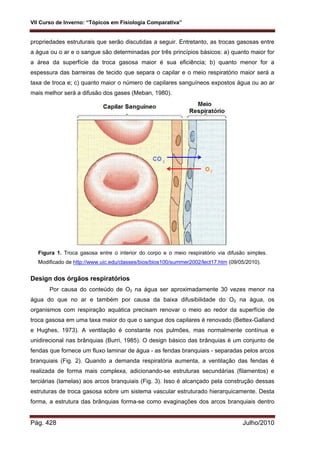 VII Curso de Inverno: “Tópicos em Fisiologia Comparativa”
Pág. 428 Julho/2010
propriedades estruturais que serão discutidas a seguir. Entretanto, as trocas gasosas entre
a água ou o ar e o sangue são determinadas por três princípios básicos: a) quanto maior for
a área da superfície da troca gasosa maior é sua eficiência; b) quanto menor for a
espessura das barreiras de tecido que separa o capilar e o meio respiratório maior será a
taxa de troca e; c) quanto maior o número de capilares sanguíneos expostos água ou ao ar
mais melhor será a difusão dos gases (Meban, 1980).
Figura 1. Troca gasosa entre o interior do corpo e o meio respiratório via difusão simples.
Modificado de http://www.uic.edu/classes/bios/bios100/summer2002/lect17.htm (09/05/2010).
Design dos órgãos respiratórios
Por causa do conteúdo de O2 na água ser aproximadamente 30 vezes menor na
água do que no ar e também por causa da baixa difusibilidade do O2 na água, os
organismos com respiração aquática precisam renovar o meio ao redor da superfície de
troca gasosa em uma taxa maior do que o sangue dos capilares é renovado (Bettex-Galland
e Hughes, 1973). A ventilação é constante nos pulmões, mas normalmente contínua e
unidirecional nas brânquias (Burri, 1985). O design básico das brânquias é um conjunto de
fendas que fornece um fluxo laminar de água - as fendas branquiais - separadas pelos arcos
branquiais (Fig. 2). Quando a demanda respiratória aumenta, a ventilação das fendas é
realizada de forma mais complexa, adicionando-se estruturas secundárias (filamentos) e
terciárias (lamelas) aos arcos branquiais (Fig. 3). Isso é alcançado pela construção dessas
estruturas de troca gasosa sobre um sistema vascular estruturado hierarquicamente. Desta
forma, a estrutura das brânquias forma-se como evaginações dos arcos branquiais dentro
 