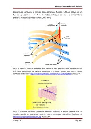 Fisiologia de Invertebrados Marinhos
Julho/2010 Pág. 429
das câmaras branquiais. O princípio dessa construção fornece ventilação através de um
fluxo de água contínuo, sem a formação de bolsas de água e de espaços mortos virtuais,
onde o O2 não conseguiria se difundir (Gray, 1954).
Figura 2. Estrutura branquial mostrando fluxo laminar de água passando pelas fendas branquiais
onde estão evidenciados os capilares sanguíneos e as trocas gasosas que ocorrem nessas
estruturas. Modificado de http://www.biologyreference.com/Fo-Gr/Gas-Exchange.html (09/05/2010).
Figura 3. Estrutura secundária (filamentos branquiais adicionais) e terciária (lamelas) que são
formadas quando os organismos requerem maiores demandas respiratórias. Modificado de
http://www.revisionworld.com/country.php (10/05/2010).
 