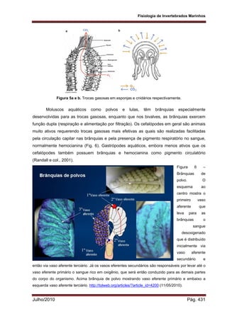 Fisiologia de Invertebrados Marinhos
Julho/2010 Pág. 431
Figura 5a e b. Trocas gasosas em esponjas e cnidários respectivamente.
Moluscos aquáticos como polvos e lulas, têm brânquias especialmente
desenvolvidas para as trocas gasosas, enquanto que nos bivalves, as brânquias exercem
função dupla (respiração e alimentação por filtração). Os cefalópodes em geral são animais
muito ativos requerendo trocas gasosas mais efetivas as quais são realizadas facilitadas
pela circulação capilar nas brânquias e pela presença de pigmento respiratório no sangue,
normalmente hemocianina (Fig. 6). Gastrópodes aquáticos, embora menos ativos que os
cefalópodes também possuem brânquias e hemocianina como pigmento circulatório
(Randall e col., 2001).
Figura 6 –
Brânquias de
polvo. O
esquema ao
centro mostra o
primeiro vaso
aferente que
leva para as
brânquias o
sangue
desoxigenado
que é distribuído
inicialmente via
vaso aferente
secundário e
então via vaso aferente terciário. Já os vasos eferentes secundários são responsáveis por levar até o
vaso eferente primário o sangue rico em oxigênio, que será então conduzido para as demais partes
do corpo do organismo. Acima brânquia de polvo mostrando vaso eferente primário e embaixo a
esquerda vaso aferente terciário. http://tolweb.org/articles/?article_id=4200 (11/05/2010).
 