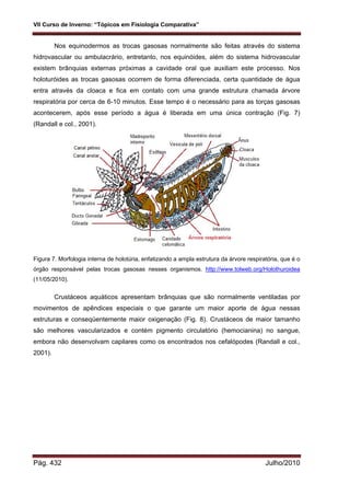 VII Curso de Inverno: “Tópicos em Fisiologia Comparativa”
Pág. 432 Julho/2010
Nos equinodermos as trocas gasosas normalmente são feitas através do sistema
hidrovascular ou ambulacrário, entretanto, nos equinóides, além do sistema hidrovascular
existem brânquias externas próximas a cavidade oral que auxiliam este processo. Nos
holoturóides as trocas gasosas ocorrem de forma diferenciada, certa quantidade de água
entra através da cloaca e fica em contato com uma grande estrutura chamada árvore
respiratória por cerca de 6-10 minutos. Esse tempo é o necessário para as torças gasosas
acontecerem, após esse período a água é liberada em uma única contração (Fig. 7)
(Randall e col., 2001).
Figura 7. Morfologia interna de holotúria, enfatizando a ampla estrutura da árvore respiratória, que é o
órgão responsável pelas trocas gasosas nesses organismos. http://www.tolweb.org/Holothuroidea
(11/05/2010).
Crustáceos aquáticos apresentam brânquias que são normalmente ventiladas por
movimentos de apêndices especiais o que garante um maior aporte de água nessas
estruturas e conseqüentemente maior oxigenação (Fig. 8). Crustáceos de maior tamanho
são melhores vascularizados e contém pigmento circulatório (hemocianina) no sangue,
embora não desenvolvam capilares como os encontrados nos cefalópodes (Randall e col.,
2001).
 