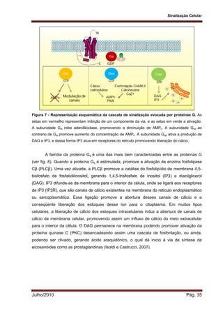 Sinalização Celular
Julho/2010 Pág. 35
Figura 7 - Representação esquemática da cascata de sinalização evocada por proteínas G. As
setas em vermelho representam inibição de um componente da via, e as setas em verde a ativação.
A subunidade Giα inibe adenililciclase, promovendo a diminuição de AMPc. A subunidade Gsα ao
contrario de Giα promove aumento do concentração de AMPc. A subunidade Gqα ativa a produção de
DAG e IP3, e dessa forma IP3 atua em receptores do reticulo promovendo liberação do cálcio.
A família da proteína Gq é uma das mais bem caracterizadas entre as proteínas G
(ver fig. 8). Quando a proteína Gq é estimulada, promove a ativação da enzima fosfolipase
Cβ (PLCβ). Uma vez ativada, a PLCβ promove a catálise do fosfolipídio de membrana 4,5-
bisfosfato de fosfatidilinositol, gerando 1,4,5-trisfosfato de inositol (IP3) e diacilglicerol
(DAG). IP3 difunde-se da membrana para o interior da célula, onde se ligará aos receptores
de IP3 (IP3R), que são canais de cálcio existentes na membrana do reticulo endoplasmático
ou sarcoplasmático. Essa ligação promove a abertura desses canais de cálcio e a
conseqüente liberação dos estoques desse íon para o citoplasma. Em muitos tipos
celulares, a liberação de cálcio dos estoques intracelulares induz a abertura de canais de
cálcio da membrana celular, promovendo assim um influxo de cálcio do meio extracelular
para o interior da célula. O DAG permanece na membrana podendo promover ativação da
proteína quinase C (PKC) desencadeando assim uma cascata de fosforilação, ou ainda,
podendo ser clivado, gerando ácido araquidônico, o qual dá inicio à via de síntese de
eicosanóides como as prostaglandinas (Isoldi e Castrucci, 2007).
 