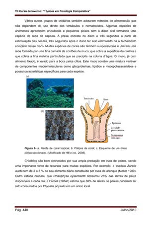 VII Curso de Inverno: “Tópicos em Fisiologia Comparativa”
Pág. 440 Julho/2010
Vários outros grupos de cnidários também adotaram métodos de alimentação que
não dependem do uso direto dos tentáculos e nematocistos. Algumas espécies de
anêmonas apreendem crustáceos e pequenos peixes com o disco oral formando uma
espécie de rede de captura. A presa encosta no disco e três segundos a partir de
estimulação das células, três segundos após o disco ter sido estimulado há o fechamento
completo desse disco. Muitas espécies de corais são também suspensívoras e utilizam uma
rede formada por uma fina camada de cordões de muco, que cobre a superfície da colônia e
que coleta a fina matéria particulada que se precipita na coluna d´água. O muco, já com
alimento fixado, é levado para a boca pelos cílios. Este muco contém uma mistura variável
de componentes macromoleculares como glicoproteínas, lipídios e mucopolissacarídeos e
possui características específicas para cada espécie.
Figura 6- a. Recife de coral tropical; b. Pólipos de coral; c. Esquema de um único
pólipo seccionado. (Modificado de Hill e col., 2008).
Cnidários são bem conhecidos por sua ampla predação em ovos de peixes, sendo
uma importante fonte de recursos para muitas espécies. Por exemplo, a espécie Aurelia
aurita tem de 2 a 5 % de seu alimento diário constituído por ovos de arenque (Moller 1980).
Outro estudo calculou que Rhizophysa eysenhardti consumiu 28% das larvas de peixe
disponíveis a cada dia, e Purcell (1984c) estima que 60% de larvas de peixes poderiam ter
sido consumidos por Physalia physalis em um único local.
 