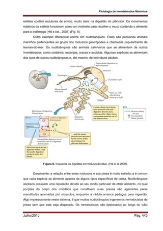 Fisiologia de Invertebrados Marinhos
Julho/2010 Pág. 443
estilete contém redutoras de amido, muito úteis na digestão do plâncton. Os movimentos
rotativos do estilete funcionam como um molinete para recolher o muco contendo o alimento
para o estômago (Hill e col., 2008) (Fig. 8).
Outro exemplo diferencial ocorre em nudibrânquios. Estes são pequenos animais
marinhos pertencentes ao grupo dos moluscos gastrópodes e chamados popularmente de
lesmas-do-mar. Os nudibrânquios são animais carnívoros que se alimentam de outros
invertebrados, como cnidários, esponjas, cracas e ascídias. Algumas espécies se alimentam
dos ovos de outros nudibrânquios e, até mesmo, de indivíduos adultos.
Figura 8- Esquema de digestão em molusco bivalve. (Hill et al 2008).
Geralmente, a relação entre estes moluscos e sua presa é muito estreita, e é comum
que cada espécie se alimente apenas de alguns tipos específicos de presa. Nudibrânquios
aeolíeos possuem uma reputação devido ao seu modo particular de obter alimento, no qual
porções do corpo dos cnidários que constituem suas presas são agarradas pelas
mandíbulas acionadas por músculos, enquanto a rádula arranca pedaços para ingestão.
Algo impressionante neste sistema, é que muitos nudibrânquios ingerem os nematocistos da
presa sem que este seja disparado. Os nematocistos são deslocados ao longo do tubo
 