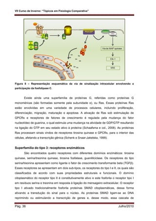 VII Curso de Inverno: “Tópicos em Fisiologia Comparativa”
Pág. 36 Julho/2010
Figura 8 – Representação esquemática da via de sinalização intracelular envolvendo a
participação da fosfolipase C.
Existe ainda uma superfamília de proteínas G, referidas como proteínas G
monoméricas (são formadas somente pela subunidade α), ou Ras. Essas proteínas Ras
estão envolvidas em uma variedade de processos celulares, incluindo proliferação,
diferenciação, migração, maturação e apoptose. A ativação de Ras sob estimulação de
GPCRs e receptores de fatores de crescimento é regulada pela mudança do fator
nucleotídeo de guanina, o qual estimula uma mudança na atividade de GDP/GTP resultando
na ligação do GTP em seu estado ativo à proteína (Schaafsma e col., 2008). As proteínas
Ras processam sinais vindos de receptores tirosina quinase e GPCRs, para o interior das
células, afetando a transcrição gênica (Schenk e Snaar-Jakelska, 1999).
Superfamília do tipo 3: receptores enzimáticos
São encontrados quatro receptores com diferentes domínios enzimáticos: tirosina
quinase, serina/treonina quinase, tirosina fosfatase, guanililciclase. Os receptores do tipo
serina/treonina apresentam como ligante o fator de crescimento transformante beta (TGFβ).
Esses receptores se apresentam em dois sub-tipos, os receptores do tipo I e II, os quais são
classificados de acordo com suas propriedades estruturais e funcionais. O domínio
citoplasmático do receptor tipo II é constitutivamente ativo e este fosforila o receptor tipo I
em resíduos serina e treonina em resposta à ligação do mensageiro extracelular. O receptor
tipo I ativado tradicionalmente fosforila proteínas SMAD citoplasmáticas, dessa forma
ativando a transdução do sinal para o núcleo. As proteínas SMAD ligam-se ao DNA
reprimindo ou estimulando a transcrição de genes e, desse modo, essa cascata de
 