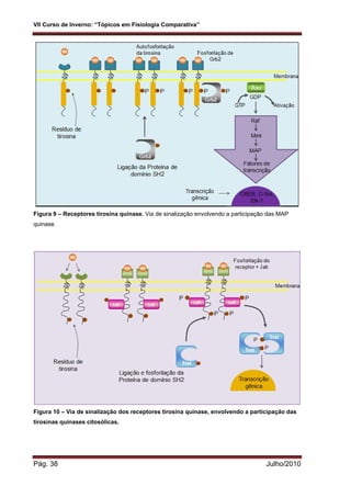 VII Curso de Inverno: “Tópicos em Fisiologia Comparativa”
Pág. 38 Julho/2010
Figura 9 – Receptores tirosina quinase. Via de sinalização envolvendo a participação das MAP
quinase.
Figura 10 – Via de sinalização dos receptores tirosina quinase, envolvendo a participação das
tirosinas quinases citosólicas.
 