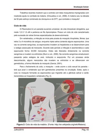 Sinalização Celular
Julho/2010 Pág. 43
Trabalhos recentes mostram que o controle com telas mosquiteiras impregnadas com
inseticida ajuda no combate da malaria. (Chouaibou e col., 2006). A malaria caiu na década
de 50 pelo esforço combinado da cloroquina e do DTT, que combatia o mosquito!
Ciclo de vida
O Plasmodium é um parasita eucarioto unicelular, de vida intracelular obrigatória, que
mede 1,6 X 1,0 uM e pertence ao filo Apicomplexa. Possui um ciclo de vida caracterizado
pela sucessão de várias formas especializadas de desenvolvimento
Em vertebrados, a infecção se inicia pela picada do mosquito Anopheles, fêmea, que
retira 3 a 4 microlitros de sangue, enquanto injeta saliva contendo alguns esporozoitos. Uma
vez na corrente sanguínea, os esporozoitos invadem os hepatócitos e se desenvolvem para
o estágio assexuado de merozoito. Durante este período a infecção é assintomática e cada
esporozoito forma 30,000 merozoitos. Estes são liberados diretamente na corrente
sangüínea e invadem os eritrócitos (Sturn e col., 2006). Na corrente sangüínea amadurecem
passando pelos estágios de anel, trofozoito e esquizonte. Por um processo ainda
desconhecido, alguns merozoitos não invadem os eritrócitos e se diferenciam em
gametócitos, a forma infectante do mosquito (Garcia, 2001).
Para o fechamento do ciclo, o mosquito – onde ocorre o ciclo sexual do parasita -
terá que picar o vertebrado que tem gametocitos presentes na circulação. Estes, após o
ciclo no mosquito formarão os esporozoitos que migrarão até a glândula salivar e serão
transmitidos ao hospedeiro vertebrado (Fig. 2).
Figura 2: Ciclo de vida da malária (Fonte: http://en.wikipedia.org/wiki/Malaria).
 