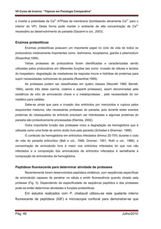 VII Curso de Inverno: “Tópicos em Fisiologia Comparativa”
Pág. 46 Julho/2010
e inverte a polaridade da Ca2+
ATPase da membrana (bombeando ativamente Ca2+
para o
interior do VP). Desta forma pode manter o ambiente de alta concentração de Ca2+
necessário ao desenvolvimento do parasita (Gazarini e col., 2003).
Enzimas proteolíticas
Enzimas proteolíticas possuem um importante papel no ciclo de vida de todos os
protozoários medicamente importantes como leshmania, toxoplasma, giardia e plasmodium
(Rosenthal,1999).
Várias proteases de protozoários foram identificadas e caracterizadas sendo
utilizadas pelos protozoários em diferentes funções tais como: invasão de células e tecidos
do hospedeiro, degradação de mediadores da resposta imune e hidrólise de proteínas para
suprir necessidades nutricionais do parasita (Rosenthal,1999).
As proteases podem ser classificadas em quatro classes (Neurath 1989; Barrett,
1994), sendo três delas (serine, cisteina e aspartil proteases), assim denominadas pela
existência de sítio de aminoácido chave e a metaloprotease , pela necessidade do íon
metálico para catálise.
Sabe-se ainda que para a invasão dos eritrócitos por merozoitos e ruptura pelos
esquizontes maduros, são necessárias proteases do parasita, pois durante estes eventos
proteínas do citoesqueleto do eritrócito precisam ser hidrolizadas e algumas proteínas do
parasita são proteolicamente processadas (Klemba, 2002).
Outra importante função das proteases inclui a degradação da hemoglobina que é
utilizada como uma fonte de amino ácido livre pelo parasita (Scheibel e Sherman, 1988).
O conteúdo da hemoglobina em eritrócitos infectados diminui 25-75% durante o ciclo
de vida do parasita eritrocítico (Ball e col., 1948; Groman, 1951; Roth e col., 1986), a
concentração de aminoácido livre é maior nos eritrócitos infectados do que nos não
infectados e a composição dos aminoácidos de eritrócitos infectados é semelhante à
composição de aminoácidos da hemoglobina.
Peptídeos fluorescente para determinar atividade de proteases
Recentemente foram desenvolvidos peptídeos sintéticos, com seqüências específicas
de aminoácido capazes de penetrar na célula e emitir fluorescência quando clivado pela
protease (Fig. 3). Dependendo da especificidade da seqüência peptídica e das proteases
pode-se então determinar atividades e funções proteolíticas.
Em estudos realizados com P. chabaudi utilizou-se este quelante interno
fluorescente de peptídeos (IQF) e microscopia confocal para demonstrar-se que
 
