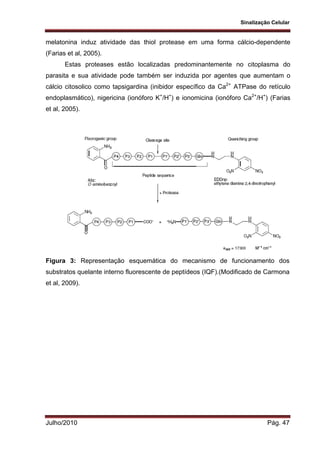 Sinalização Celular
Julho/2010 Pág. 47
melatonina induz atividade das thiol protease em uma forma cálcio-dependente
(Farias et al, 2005).
Estas proteases estão localizadas predominantemente no citoplasma do
parasita e sua atividade pode também ser induzida por agentes que aumentam o
cálcio citosolico como tapsigardina (inibidor específico da Ca2+
ATPase do retículo
endoplasmático), nigericina (ionóforo K+
/H+
) e ionomicina (ionóforo Ca2+
/H+
) (Farias
et al, 2005).
Figura 3: Representação esquemática do mecanismo de funcionamento dos
substratos quelante interno fluorescente de peptídeos (IQF).(Modificado de Carmona
et al, 2009).
 