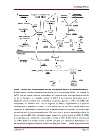 Sinalização Celular
Julho/2010 Pág. 55
Figura 1- Modelo para o silenciamento de RNA, indicando as três vias atualmente conhecidas.
A. Silenciamento pós-transcricional de genes endógenos ou transgenes via siRNas. Uma molécula de
dsRNA pode ser gerada a partir da transcrição de um transgene senso, de um transgene anti-senso
ou de um transgene em repetição invertida. O dsRNA é provavelmente transportado para o
citoplasma, onde é degradado pela enzima DCL-2 (em plantas), gerando os siRNAs. Os siRNAs são
incorporados ao complexo RISC, que irá degradar os mRNAs citoplasmáticos que possuam
identidade com a seqüência do siRNA. Os vírus ativam essa via produzindo dsRNA durante sua
replicação. B. Silenciamento pós-transcricional de genes endógenos via miRNAs. Os miRNAs são
transcritos a partir de genes que produzem um RNA precursor com estrutura secundária em forma de
grampo. A enzima DCL-1 (em plantas) processa o precursor no núcleo, gerando o miRNA. O miRNA
é transportado para o citoplasma e incorporado ao complexo RISC. C. Silenciamento transcricional
via siRNAs. Essa via é ativada por meio de dsRNA produzido após a transcrição de transposons ou
de seqüências endógenas arranjadas na forma de repetições diretas. O dsRNA é processado pela
 