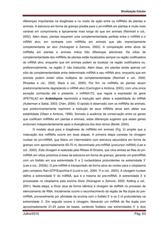 Sinalização Celular
Julho/2010 Pág. 63
diferenças importantes na biogênese e no modo de ação entre os miRNAs de plantas e
animais. A estrutura em forma de grampo predita para o pri-miRNA em plantas é muito mais
variável em comprimento e tipicamente mais longa do que em animais (Reinhart e col.,
2002). Além disso, plantas requerem uma complementaridade perfeita entre o miRNA e o
mRNA alvo, em contraste com miRNAs em animais que são imprecisamente
complementares ao alvo (Hutvagner e Zamore, 2002). A comparação entre alvos de
miRNAs em plantas e animais indica três diferenças adicionais. Os sítios de
complementaridade dos miRNAs de plantas estão localizados sempre na região codificadora
do mRNA alvo, enquanto que em animais podem se localizar na região codificadora ou,
preferencialmente, na região 3’ não traduzida. Além disso, em plantas existe apenas um
sítio de complementaridade entre determinado miRNA e seu mRNA alvo, enquanto que em
animais podem existir sítios múltiplos de complementaridade (Reinhart e col., 2000;
Rhoades e col., 2002; Slack e col., 2000). Por fim, os miRNAs de plantas atuam
predominantemente degradando o mRNA alvo (Carrington e Ambros, 2003), com uma única
exceção conhecida até o presente, o miRNA172, que regula a expressão do gene
APETALA2 em Arabidopsis reprimindo a tradução sem afetar a estabilidade do mRNA
(Aukerman e Sakai, 2003; Chen, 2004). O oposto é observado com os miRNAs de animais,
que predominantemente reprimem a tradução de seus mRNAs alvos sem afetar sua
estabilidade (Olsen e Ambros, 1999). Somado à ausência de conservação entre os genes
que codificam miRNAs em plantas e animais, estas diferenças sugerem que esses genes
evoluíram independentemente após a divergência dos dois reinos (Bartel, 2004).
O modelo atual para a biogênese de miRNAs em animais (Fig. 2) propõe que a
maturação dos miRNAs ocorre em duas etapas. A primeira etapa consiste na clivagem
nuclear do pri-miRNA, que libera um intermediário com estrutura secundária em forma de
grampo com aproximadamente 60-70 nt, denominado pre-miRNA (precursor miRNA) (Lee e
col., 2002). Esta clivagem é realizada pela RNase III Drosha, que cliva ambas as fitas do pri-
miRNA em sítios próximos à base da estrutura em forma de grampo, gerando um premiRNA
com um fosfato em sua extremidade 5’ e 2 nucleotídeos protundentes na extremidade 3’
(Lee e col., 2003b). O pre-miRNA é transportado de forma ativa do núcleo para o citoplasma
pelo complexo Ran-GTP/Exportina-5 (Lund e col., 2004; Yi e col., 2003). A clivagem nuclear
define a extremidade 5’ do miRNA, que é a mesma do pre-miRNA. A extremidade 3’ é
processada no citoplasma pela enzima Dicer (Hutvagner e Zamore, 2002; Ketting e col.,
2001). Nesta etapa, a Dicer atua de forma idêntica à clivagem de dsRNA no processo de
silenciamento de RNA. Inicialmente ocorre o reconhecimento da região de fita dupla do pre-
miRNA, provavelmente por afinidade da enzima com o fosfato 5’ e os 2 nt protundentes na
extremidade 3’. Em seguida ocorre a clivagem, liberando um miRNA de fita dupla com
aproximadamente 21-25 pares de bases, contendo fosfatos nas extremidades 5’ e dois
 