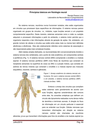 Neurociências
Julho/2010 Pág. 89
Princípios básicos em fisiologia neural
Renata Pereira Lima
Laboratório de Neurociência e Comportamento
renata.plim@gmail.com
No sistema nervoso, neurônios nunca funcionam isolados; eles estão organizados
em circuitos que processam tipos específicos de informações. O sistema nervoso parece
organizado em grupos de circuitos, i.e., módulos, cujas funções servem a um propósito
comportamental específico. Desta maneira, sistemas sensoriais como a visão ou audição
adquirem e processam informações a partir do ambiente, o sistema motor permite que o
organismo responda a tais informações através da geração de ações. Há, entretanto, um
grande número de células e circuitos que estão entre estas mais ou menos bem definidas
aferências e eferências. Eles são coletivamente referidos como sistemas de associação e
são responsáveis pelas mais complexas funções.
Além destas amplas distinções, os neurocientistas têm convencionalmente dividido o
sistema nervoso dos vertebrados, sob o ponto de vista anatômico, em componentes centrais
e periféricos (Fig. 1). O sistema nervoso central (SNC) compreende o encéfalo e a medula
espinal. O sistema nervoso periférico (SNP) inclui fibras de neurônios que conectam os
receptores sensoriais na superfície do corpo ao SNC e a porção motora, que consiste em
axônios de nervos motores que conectam o encéfalo e a medula espinal aos músculos
esquelético, viscerais, cardíaco e glândulas.
Embora o arranjo dos circuitos que compõem
estes sistemas varie grandemente de acordo com
suas funções, algumas características são comuns
entre eles. As conexões sinápticas que definem um
circuito são tipicamente realizadas numa densa malha
de dendritos e terminais axonais. A direção do fluxo
de informação em um circuito particular é essencial
para se entender sua função. Células nervosas que
transmitem informações em direção ao sistema
nervoso central são chamadas de neurônios
aferentes; já as que transmitem informações para fora do encéfalo e da medula espinal (ou
Figura 1. Arranjo anatômico do sistema nervoso em
humanos. Em azul o sistema nervoso central (SNC)
e em amarelo, o sistema nervoso periférico (SNP)
(retirado de Bear, 1996).
 
