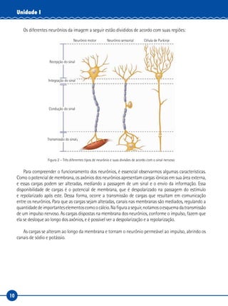 10
Unidade I
Os diferentes neurônios da imagem a seguir estão divididos de acordo com suas regiões:
Neurônio motor
Integração do sinal
Condução do sinal
Transmissão do sinal
Recepção do sinal
Neurônio sensorial Célula de Purkinje
Figura 2 – Três diferentes tipos de neurônio e suas divisões de acordo com o sinal nervoso
Para compreender o funcionamento dos neurônios, é essencial observarmos algumas características.
Como o potencial de membrana, os axônios dos neurônios apresentam cargas iônicas em sua área externa,
e essas cargas podem ser alteradas, mediando a passagem de um sinal e o envio da informação. Essa
disponibilidade de cargas é o potencial de membrana, que é despolarizado na passagem do estímulo
e repolarizado após este. Dessa forma, ocorre a transmissão de cargas que resultam em comunicação
entre os neurônios. Para que as cargas sejam alteradas, canais nas membranas são mediados, regulando a
quantidadedeimportanteselementoscomoocálcio.Nafiguraaseguir,notamosoesquemadatransmissão
de um impulso nervoso. As cargas dispostas na membrana dos neurônios, conforme o impulso, fazem que
ela se desloque ao longo dos axônios, e é possível ver a despolarização e a repolarização.
As cargas se alteram ao longo da membrana e tornam o neurônio permeável ao impulso, abrindo os
canais de sódio e potássio.
 