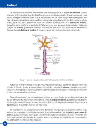 12
Unidade I
Em vertebrados, os neurônios podem contar com células acessórias, as células de Schwann. Estas se
envolvem de forma espiral ao redor do axônio, promovendo dobras múltiplas de suas membranas. Essas
células protegem o neurônio como se este fosse coberto por um fio de energia elétrica encapado, não
havendo a despolarização e a repolarização do axônio nessa região. Essa proteção não recobre o neurônio
inteiro, entre cada célula de Schwann existe uma parte de exposição, que são os nódulos de Ranvier.
Um axônio que é recoberto pelas células de Schwann reúne uma sequência dessas células, e cada uma
compõe um internó, que então é envolvido pelos nódulos de Ranvier. Essa estrutura que descrevemos
forma a chamada bainha de mielina. A imagem a seguir apresenta um neurônio mielinizado:
Substância de
Nissl
Dendritos
Corpo
celular
Axônio
Neurilema
Bainha de mielina
Neurofibrilas
Nódulo de
Ranvier
Núcleo
Telodendro
Núcleo da
célula de
Schwann
Figura 4 – Neurônio protegido por bainhas de mielina, presente somente em vertebrados
As bainhas de mielina são responsáveis pelos impulsos saltatórios, e o potencial de ação ocorre nos
nódulos de Ranvier. Assim, a transmissão da informação, chamada de sinapse, funciona com maior
velocidade. Nas regiões de exposição, existem proteínas ligadas à condução da velocidade, promovendo
o salto entre um nódulo e o próximo.
Os neurônios contam com outras células acessórias, as células da glia, que darão apoio à operação
ou nas estruturas dos neurônios. Como exemplo, temos os oligodendrócitos, que são responsáveis pela
mielinização dos neurônios do encéfalo e da medula. Outra célula da glia extremamente importante é o
astrócito, que dá suporte e nutrição aos neurônios.
Os invertebrados não apresentam as bainhas de mielina. Em alguns grupos, existem neurônios cujos
axônios são envolvidos por múltiplas camadas de membrana celular. São as células protetoras de
axônios que cumprem esse papel, que é semelhante à função das células de Schwann. Entretanto, não
estão presentes nos invertebrados as proteínas ligadas à velocidade, e o empilhamento é normalmente
mais denso com membranas mais afastadas.
 