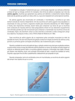 13
FISIOLOGIA COMPARADA
A velocidade da condução é fundamental para que o animal possa responder aos estímulos ambientais
a tempo de fugir ou interagir, conforme for necessário. Uma forma de acelerar as respostas é por meio dos
axônios gigantes, neurônios que apresentam seus axônios com diâmetro e comprimento maiores. Muitos
destes são tão grandes que podem ser vistos a olho nu, o que seria impossível com outros tipos de neurônios.
Os axônios gigantes são encontrados em vertebrados e invertebrados, e acredita-se que estes
tenham evoluído de maneira independente. Um dos neurônios com axônio gigante mais estudados é o
encontrado em lulas, que foram o organismo‑modelo para relevantes descobertas. Em 1939, Hodgkin
e Huxley, dois importantes cientistas, faziam testes para comprovar sua teoria de que os neurônios
eram condutores de impulsos elétricos. Esses pesquisadores tinham em seu laboratório equipamentos
com eletrodos grandes que não funcionavam para comprovar a transmissão nos neurônios comuns de
vertebrados. Assim, eles decidiram utilizar as lulas inserindo os eletrodos e então conseguiram atingir
seus objetivos. Tal pesquisa rendeu a eles o Prêmio Nobel de Medicina em 1963.
Esses neurônios de axônio gigante são os responsáveis pelas contrações musculares ao redor da
cavidade do manto. Eles são mais distantes do gânglio cerebral em relação aos demais de axônios curtos,
portanto os primeiros geram contrações simultâneas e são fundamentais para a natação.
Quandoacavidadedomantoestárepletadeágua,ogângliocerebralenviasinaisparaosgângliosestelares,
os quais emitem sinais ao longo dos diferentes axônios presentes no manto. Os impulsos nervosos chegam ao
músculo em diferentes pontos. Assim, os neurônios gigantes conduzem a informação mais rápido. Contudo,
por estarem mais distantes, ocorre uma contração sincronizada de todo o músculo da cavidade do manto,
forçando a água para fora do sifão e possibilitando o deslocamento por propulsão em jato.
Quando comparados, tanto em vertebrados como em invertebrados, os neurônios de axônio gigante
são sempre mais rápidos do que os curtos.
Sifão
Manto
Gânglio
estelar
Axônios
no manto
Fluxo da
água
Figura 5 – Neurônio gigante em uma lula: estrutura importante para aumentar a velocidade de condução na informação
 