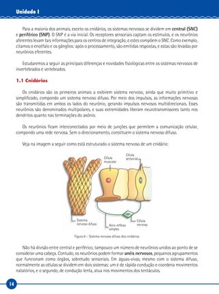 14
Unidade I
Para a maioria dos animais, exceto os cnidários, os sistemas nervosos se dividem em central (SNC)
e periférico (SNP). O SNP é a via inicial. Os receptores sensoriais captam os estímulos, e os neurônios
aferentes levam tais informações para os centros de integração, e estes compõem o SNC. Como exemplo,
citamos o encéfalo e os gânglios: após o processamento, são emitidas respostas, e estas são levadas por
neurônios eferentes.
Estudaremos a seguir as principais diferenças e novidades fisiológicas entre os sistemas nervosos de
invertebrados e vertebrados.
1.1 Cnidários
Os cnidários são os primeiros animais a exibirem sistema nervoso, ainda que muito primitivo e
simplificado, compondo um sistema nervoso difuso. Por meio dos impulsos, as informações nervosas
são transmitidas em ambos os lados do neurônio, gerando impulsos nervosos multidirecionais. Esses
neurônios são denominados multipolares, e suas extremidades liberam neurotransmissores tanto nos
dendritos quanto nas terminações do axônio.
Os neurônios ficam interconectados por meio de junções que permitem a comunicação celular,
compondo uma rede nervosa. Sem o direcionamento, constituem o sistema nervoso difuso.
Veja na imagem a seguir como está estruturado o sistema nervoso de um cnidário:
Célula
muscular
Célula
sensorial
Sistema
nervoso difuso Arco-reflexo
simples
Célula
nervosa
Figura 6 – Sistema nervoso difuso dos cnidários
Não há divisão entre central e periférico, tampouco um número de neurônios unidos ao ponto de se
considerar uma cabeça. Contudo, os neurônios podem formar anéis nervosos, pequenos agrupamentos
que funcionam como órgãos, sobretudo sensoriais. Em águas‑vivas, mesmo com o sistema difuso,
normalmente as células se dividem em dois sistemas: um é de rápida condução e coordena movimentos
natatórios, e o segundo, de condução lenta, atua nos movimentos dos tentáculos.
 
