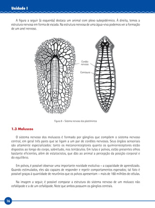 16
Unidade I
A figura a seguir (à esquerda) destaca um animal com plexo subepidérmico. À direita, temos a
estrutura nervosa em forma de escada. Na estrutura nervosa de uma água-viva podemos ver a formação
de um anel nervoso.
Cordão
nervoso
Comissura
Figura 8 – Sistema nervoso dos platelmintos
1.3 Moluscos
O sistema nervoso dos moluscos é formado por gânglios que compõem o sistema nervoso
central, em geral três pares que se ligam a um par de cordões nervosos. Seus órgãos sensoriais
são altamente especializados: tanto os mecanorreceptores quanto os quimiorreceptores estão
dispostos ao longo do corpo, sobretudo, nos tentáculos. Em lulas e polvos, estão presentes olhos
bastante eficientes, além de estatocistos, que dão ao animal a percepção da posição corporal e
do equilíbrio.
Em polvos, é possível observar uma importante novidade evolutiva – a capacidade de aprendizado.
Quando estimulados, eles são capazes de responder e repetir comportamentos esperados; tal fato é
possível graças à quantidade de neurônios que os polvos apresentam – mais de 160 milhões de células.
Na imagem a seguir, é possível comparar a estrutura do sistema nervoso de um molusco não
cefalópode e a de um cefalópode. Note que ambos possuem os gânglios centrais.
 