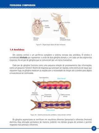 17
FISIOLOGIA COMPARADA
Gânglios
Encéfalo
Gânglios
Corda
nervosa
Molusco
(lesma)
Molusco
cefalópode (lula)
Figura 9 – Organização básica de dois moluscos
1.4 Anelídeos
Um sistema central e um periférico compõem o sistema nervoso dos anelídeos. O cérebro é
considerado bilobado por representar a união de dois gânglios dorsais, e, em cada um dos segmentos
corporais, há um par de gânglios que se comunicam por um nervo transversal.
Cada par de gânglios funciona como uma pequena estação de processamento das informações,
como um pequeno “cérebro”. Diante de respostas que precisam ser rápidas, como estímulo de toque que
requerem fuga, os gânglios medeiam as reações sem a necessidade de chegar até o cérebro para depois
a musculatura ser estimulada.
Tubo digestório
Vista lateral
Vista ventral
Gânglios
cerebroides Conectivos
perifarígeos
Cadeia nervosa
ventral
Figura 10 – Sistema nervoso dos anelídeos: vistas lateral e ventral
Os gânglios segmentares se ramificam em neurônios aferentes (sensoriais) e eferentes (motores)
distintos. Essa alteração permanece de maneira evidente nos demais grupos de animais e permite
respostas mais precisas e eficientes.
 