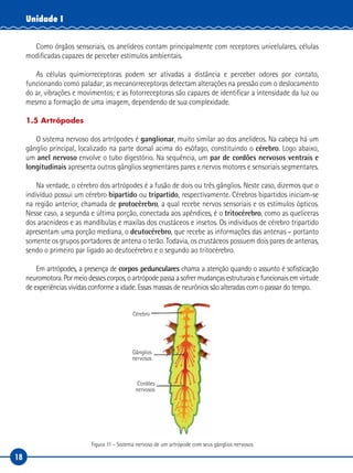 18
Unidade I
Como órgãos sensoriais, os anelídeos contam principalmente com receptores unicelulares, células
modificadas capazes de perceber estímulos ambientais.
As células quimiorreceptoras podem ser ativadas a distância e perceber odores por contato,
funcionando como paladar; as mecanorreceptoras detectam alterações na pressão com o deslocamento
do ar, vibrações e movimentos; e as fotorreceptoras são capazes de identificar a intensidade da luz ou
mesmo a formação de uma imagem, dependendo de sua complexidade.
1.5 Artrópodes
O sistema nervoso dos artrópodes é ganglionar, muito similar ao dos anelídeos. Na cabeça há um
gânglio principal, localizado na parte dorsal acima do esôfago, constituindo o cérebro. Logo abaixo,
um anel nervoso envolve o tubo digestório. Na sequência, um par de cordões nervosos ventrais e
longitudinais apresenta outros gânglios segmentares pares e nervos motores e sensoriais segmentares.
Na verdade, o cérebro dos artrópodes é a fusão de dois ou três gânglios. Neste caso, dizemos que o
indivíduo possui um cérebro bipartido ou tripartido, respectivamente. Cérebros bipartidos iniciam-se
na região anterior, chamada de protocérebro, a qual recebe nervos sensoriais e os estímulos ópticos.
Nesse caso, a segunda e última porção, conectada aos apêndices, é o tritocérebro, como as quelíceras
dos aracnídeos e as mandíbulas e maxilas dos crustáceos e insetos. Os indivíduos de cérebro tripartido
apresentam uma porção mediana, o deutocérebro, que recebe as informações das antenas – portanto
somente os grupos portadores de antena o terão. Todavia, os crustáceos possuem dois pares de antenas,
sendo o primeiro par ligado ao deutocérebro e o segundo ao tritocérebro.
Em artrópodes, a presença de corpos pedunculares chama a atenção quando o assunto é sofisticação
neuromotora. Por meio desses corpos, o artrópode passa a sofrer mudanças estruturais e funcionais em virtude
de experiências vividas conforme a idade. Essas massas de neurônios são alteradas com o passar do tempo.
Cérebro
Gânglios
nervosos
Cordões
nervosos
Figura 11 – Sistema nervoso de um artrópode com seus gânglios nervosos
 