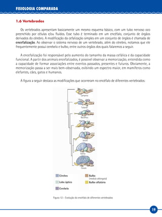 19
FISIOLOGIA COMPARADA
1.6 Vertebrados
Os vertebrados apresentam basicamente um mesmo esquema básico, com um tubo nervoso oco
preenchido por células e/ou fluidos. Esse tubo é terminado em um encéfalo, conjunto de órgãos
derivados do cérebro. A modificação da cefalização simples em um conjunto de órgãos é chamada de
encefalização. Ao observar o sistema nervoso de um vertebrado, além do cérebro, notamos que ele
frequentemente possui cerebelo e bulbo, entre outros órgãos dos quais falaremos a seguir.
A encefalização foi responsável pelo aumento do tamanho da massa cefálica e da capacidade
funcional. A partir dos animais encefalizados, é possível observar a memorização, entendida como
a capacidade de formar associações entre eventos passados, presentes e futuros. Obviamente, a
memorização passa a ser mais bem‑observada, exibindo um espectro maior, em mamíferos como
elefantes, cães, gatos e humanos.
A figura a seguir destaca as modificações que ocorreram no encéfalo de diferentes vertebrados:
Lampreia
Tubarão
Bacalhau
Rã
Jacaré
Cavalo
Cérebro
Lobo óptico
Cerebelo
Bulbo
(medula oblongata)
Bulbo olfatório
Ganso
Figura 12 – Evolução do encéfalo de diferentes vertebrados
 