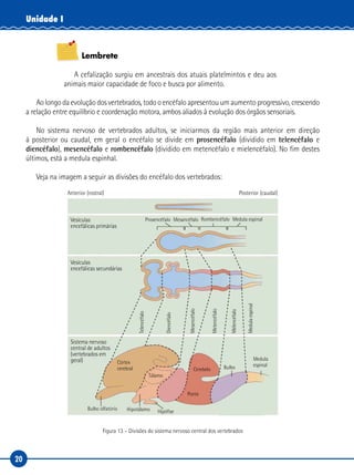 20
Unidade I
Lembrete
A cefalização surgiu em ancestrais dos atuais platelmintos e deu aos
animais maior capacidade de foco e busca por alimento.
Ao longo da evolução dos vertebrados, todo o encéfalo apresentou um aumento progressivo, crescendo
a relação entre equilíbrio e coordenação motora, ambos aliados à evolução dos órgãos sensoriais.
No sistema nervoso de vertebrados adultos, se iniciarmos da região mais anterior em direção
à posterior ou caudal, em geral o encéfalo se divide em prosencéfalo (dividido em telencéfalo e
diencéfalo), mesencéfalo e rombencéfalo (dividido em metencéfalo e mielencéfalo). No fim destes
últimos, está a medula espinhal.
Veja na imagem a seguir as divisões do encéfalo dos vertebrados:
Anterior (rostral)
Prosencéfalo
Telencéfalo
Córtex
cerebral
Bulbo olfatório Hipotálamo Hipófise
Ponte
Tálamo
Cerebelo Bulbo
Diencéfalo
Mesencéfalo
Metencéfalo
Melencéfalo
Medulaespinal
Medula
espinal
Mesancéfalo Rombencéfalo Medula espinalVesículas
encefálicas primárias
Vesículas
encefálicas secundárias
Sistema nervoso
central de adultos
(vertebrados em
geral)
Posterior (caudal)
Figura 13 – Divisões do sistema nervoso central dos vertebrados
 