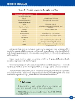 21
FISIOLOGIA COMPARADA
Quadro 1 – Principais componentes das regiões encefálicas
Estrutura e principais componentes Função
Prosencéfalo: telencéfalo
Encéfalo Processamento da informação
Bulbo olfatório e acessório Olfação, detecção de feromônios
Prosencéfalo: diencéfalo
Tálamo Informações sensoriais
Hipotálamo, hipófise
Regulação térmica, alimentar, reprodutiva e ciclos
circadianos
Epitálamo Regulação da fome e sede
Mesencéfalo
Teto (lobos ópticos) Informações visuais, auditivas e táteis
Tegmento Respostas reflexas, visuais, auditivas e táteis
Rombencéfalo
Bulbo Ritmo respiratório, frequência cardíaca e PA
Ponte Centro pneumotáxico, integração de sinais
Cerebelo
Postura corporal, locomoção, coordenação e integração
com proprioceptores
As áreas específicas foram se modificando gradativamente nos peixes. A maior parte do encéfalo é
constituída de rombencéfalo, com poucas modificações. O mesencéfalo dos peixes ósseos é bastante
evidente, e este grupo já apresenta melhor capacidade sensorial, além de melhores informações visuais,
auditivas e táteis.
Répteis, aves e mamíferos passam por aumento considerável do prosencéfalo, ganhando alta
capacidade de processamento das informações.
Os mamíferos ainda podem exibir dobras no prosencéfalo, expandindo a superfície e o número de
neurônios. Os mamíferos revelam diferenças significativas em relação às áreas funcionais do cérebro.
Alguns mamíferos, como os ratos, têm as páreas responsáveis pela percepção sensorial, olfatória
e visual desenvolvidas, e são superiores à região de associação. Os primatas têm grande parte de seu
cérebro como região de associação, e em humanos esta é ainda mais desenvolvida.
Saiba mais
O documentário a seguir destaca diferentes experimentos que
comprovam a capacidade nervosa de diferentes vertebrados:
POR DENTRO da mente dos animais. Dir. Graham Russell. BBC, 2014. 59
minutos (episódio II).
 