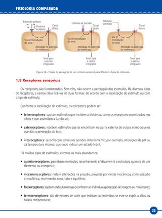 23
FISIOLOGIA COMPARADA
Estímulo químico
Estímulo de pressão
Proteína
receptora
Estímulo
luminoso
Canal
iônico
Canal
iônico
Via de transdução
do sinal
Sinal para
o centro
integrador
Sinal para
o centro
integrador
Sinal para
o centro
integrador
Alteração no potencial
de membrana
Alteração no potencial
de membrana
Alteração no potencial
de membrana
Via de transdução
do sinal
Via de
transdução
do sinal
Canal
iônico
Figura 14 – Etapas da percepção de um estímulo sensorial para diferentes tipos de estímulos
1.8 Receptores sensoriais
Os receptores são fundamentais. Sem eles, não ocorre a percepção dos estímulos. Há diversos tipos
de receptores, e vamos classificá-los de duas formas: de acordo com a localização do estímulo ou com
o tipo de estímulo.
Conforme a localização do estímulo, os receptores podem ser:
•	 telerreceptores: captam estímulos que incidem a distância, como os receptores encontrados nos
olhos e que assimilam a luz do sol;
•	 exteroceptores: recebem estímulos que se encontram na parte externa do corpo, como aqueles
que dão a percepção do tato;
•	 interoceptores: reconhecem estímulos gerados internamente, por exemplo, alterações de pH ou
da temperatura interna, que pode indicar um estado febril.
Há muitos tipos de estímulos; citemos os mais abundantes:
•	 quimiorreceptores: percebem moléculas, reconhecendo efetivamente a estrutura química de um
elemento ou composto;
•	 mecanorreceptores: notam alterações na pressão, providas por ondas mecânicas, como pressão
atmosférica, movimento, sons, tato e equilíbrio;
•	 fotorreceptores:captamondasluminosaseconferemaoindivíduoapercepçãodeimagensoumovimento;
•	 termorreceptores: são detectores de calor que indicam ao indivíduo se este se expôs a altas ou
baixas temperaturas;
 