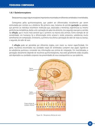 25
FISIOLOGIA COMPARADA
1.8.1 Quimiorreceptores
Destacaremosaseguiralgunsreceptoresimportantesencontradosemdiferentesvertebradoseinvertebrados.
Começamos pelos quimiorreceptores, que podem ser diferenciados inicialmente por serem
estimulados por contato ou a distância. No primeiro caso, tratamos do sentido gustação ou paladar,
que permite ao indivíduo reconhecer moléculas que, associadas a memórias, experiências ou mesmo
preferências metabólicas, darão a ele a sensação do sabor do alimento. Já o segundo caso gera o sentido
da olfação, que é muito mais sensível que o primeiro na maioria dos animais. Como exemplo de tal
sensibilidade, em humanos há a diferenciação entre octanol e ácido octanoico, substâncias muito
semelhantes em composição. Entretanto, a primeira nos oferta a percepção do odor de rosas ou laranja;
o segundo, do odor de suor.
A olfação pode ser percebida por diferentes órgãos, com maior ou menor especificidade. Em
geral, neurônios encontrados nas cavidades nasais de vertebrados cumprem esse papel, ligando-se
às substâncias químicas e enviando tais informações aos centros de integração. Em invertebrados, a
percepção obviamente depende de neurônios quimiorreceptores, mas estes geralmente estão situados
sob depressões ou cavidades corporais nas proximidades de seus exoesqueletos ou sua epiderme.
Nervo
olfativo
Bulbo
olfativo
Corpo celular do
receptor olfativo
Figura 16 – Receptores olfativos do nariz
 