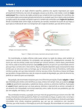 26
Unidade I
Quando se trata de um órgão olfatório específico, podemos citar aqueles responsáveis por captar
principalmente ferômonios, tais como de agregação, sexuais ou de alerta, e este recebe o nome de órgão
vomeronasal. Para a maioria, são órgãos acessórios que complementam os principais. Em mamíferos, são
encontradosórgãosvomeronasaispareadoslateralmentenacavidadenasal.Jáemrépteis,estãolocalizados
na região superior da cavidade oral (palato superior) e também são conhecidos como órgãos de Jacobson.
Devido à localidade deste último órgão, as serpentes, por exemplo, necessitam do auxílio de sua língua, a
qual capta as moléculas de odor e as transportam até o órgão de Jacobson, que está dentro da boca.
Epitélio
olfatório
A) Órgão vomeronasal de mamíferos B) Órgão vomeronasal (de Jacobson) de répteis
Cavidade
nasal
Cavidade nasal
Língua
Bulbo
olfatório
acessório
Bulbo
olfatório
principal
Duto
nasopalatino
Órgão
vomeronasal
Órgão
vomeronasal
Figura 17 – Órgãos vomeronasais, responsáveis pela percepção de cheiro
Em invertebrados, os órgãos olfativos estão quase sempre na região da cabeça, onde também se
concentram os demais receptores. Em artrópodes, esta percepção foi cuidadosamente estudada. Ela
ocorre por meio de sensilas, cerdas ocas formadas por cutícula acelular, e, dentro desta, preenchendo
seu interior, estão os neurônios sensoriais. Cada sensila apresenta um poro em sua extremidade anterior
para que haja o contato com o meio externo. Alguns artrópodes dependem quase exclusivamente desse
sentido para se comunicar como as formigas, que se relacionam por meio de feromônios, notificando
comida ou perigo, sem que estas necessitem retornar aos seus ninhos. Há ainda as moscas necrófagas,
que percebem a longas distâncias o odor de corpos em estado de degradação, que, além de alimentá-las,
poderão ser essenciais para sua oviposição.
Na gustação, são encontrados receptores para cinco diferentes percepções. O sabor salgado e o doce
são entendidos pelo cérebro como benéficos ao corpo, embora nem sempre vitais; já os sabores amargo
e ácido são geralmente associados a substâncias tóxicas, venenos ou alimentos maléficos. A percepção
de unami (origem japonesa que une duas palavras: delicioso e essencial) dá ao animal a sensação de
um alimento com necessidades nutricionais essenciais, como o sabor da carne aos predadores, que não
são nem salgada, nam doces, e sim unami.
Nos vertebrados terrestres, a gustação ocorre por meio de agrupamentos que reúnem entre 50 e 100
células, chamados de botões gustatórios. Podem ser encontrados na língua, no palato mole, na laringe e
noesôfago.Osbotõesselocalizamentreascélulasdaepidermeesãoformadosporcélulasdesustentação
intercaladas entre células receptoras gustatórias, que, por sua vez, conectam-se com neurônios
aferentes, que então levarão a informação ao centro de integração. Na extremidade em contato com o
 