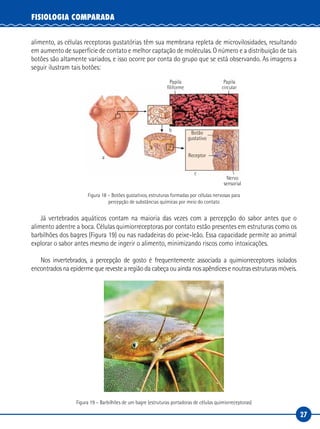 27
FISIOLOGIA COMPARADA
alimento, as células receptoras gustatórias têm sua membrana repleta de microvilosidades, resultando
em aumento de superfície de contato e melhor captação de moléculas. O número e a distribuição de tais
botões são altamente variados, e isso ocorre por conta do grupo que se está observando. As imagens a
seguir ilustram tais botões:
a
b
c
Papila
filiforme
Papila
circular
Botão
gustativo
Nervo
sensorial
Receptor
Figura 18 – Botões gustativos, estruturas formadas por células nervosas para
percepção de substâncias químicas por meio do contato
Já vertebrados aquáticos contam na maioria das vezes com a percepção do sabor antes que o
alimento adentre a boca. Células quimiorreceptoras por contato estão presentes em estruturas como os
barbilhões dos bagres (Figura 19) ou nas nadadeiras do peixe-leão. Essa capacidade permite ao animal
explorar o sabor antes mesmo de ingerir o alimento, minimizando riscos como intoxicações.
Nos invertebrados, a percepção de gosto é frequentemente associada a quimiorreceptores isolados
encontrados na epiderme que reveste a região da cabeça ou ainda nos apêndices e noutras estruturas móveis.
Figura 19 – Barbilhões de um bagre (estruturas portadoras de células quimiorreceptoras)
 