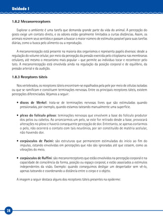 28
Unidade I
1.8.2 Mecanorreceptores
Explorar o ambiente é uma tarefa que demanda grande parte da vida do animal. A percepção do
gosto exige um contato direto, e os odores estão geralmente limitados a curtas distâncias. Assim, os
animais reúnem seus sentidos e passam a buscar o maior número de estímulos possível para suas tarefas
diárias, como a busca pelo alimento ou a reprodução.
A mecanorrecepção está presente na maioria dos organismos e representa papéis diversos: desde a
regulação do volume celular, por meio da percepção da pressão exercida pelo citoplasma nas membranas
celulares, até mesmo o mecanismo mais popular – que permite ao indivíduo tocar e reconhecer pelo
tato. A mecanorrecepção está envolvida ainda na regulação da posição corporal e de equilíbrio, da
pressão arterial e da audição.
1.8.3 Receptores táteis
Nos vertebrados, os receptores táteis encontram-se espalhados pela pele por meio de células isoladas
ou que se ramificam e constituem terminações nervosas. Entre os principais receptores táteis, existem
percepções diferenciadas. Vejamos a seguir:
•	 discos de Merkel: trata-se de terminações nervosas livres que são estimuladas quando
pressionadas, por exemplo, quando estamos tateando manualmente uma superfície.
•	 plexo do folículo piloso: teminações nervosas que envolvem a base do folículo produtor
dos pelos ou cabelos. Ao arrancarmos um pelo, se este for retirado desde a base, provocará
alterações no plexo e haverá consequente percepção de dor. Entretanto, se apenas cortarmos
o pelo, não ocorrerá o contato com tais neurônios, por ser constituído de matéria acelular,
não havendo dor.
•	 corpúsculos de Pacini: são estruturas que permanecem estimuladas do início ao fim do
impulso, estando envolvidas em percepções que não são ignoradas até que cessem, como as
vibrações do meio.
•	 corpúsculos de Ruffini: são mecanorreceptores que estão envolvidos na percepção corporal e na
capacidade de consciência da forma, posição ou espaço corporal, e estão associados a estímulos
independentes da visão. Exemplo: quando conseguimos desligar um despertador sem vê-lo,
apenas tateando e coordenando a distância entre o corpo e o objeto.
A imagem a seguir destaca alguns dos receptores táteis presentes na epiderme:
 