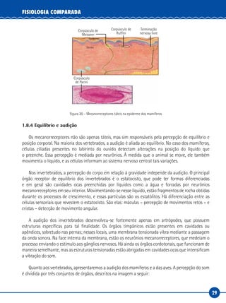 29
FISIOLOGIA COMPARADA
Corpúsculo de
Meissner
Epiderme
Derme
Corpúsculo de
Ruffini
Corpúsculo
de Pacini
Terminação
nervosa livre
Figura 20 – Mecanorreceptores táteis na epiderme dos mamíferos
1.8.4 Equilíbrio e audição
Os mecanorreceptores não são apenas táteis, mas sim responsáveis pela percepção de equilíbrio e
posição corporal. Na maioria dos vertebrados, a audição é aliada ao equilíbrio. No caso dos mamíferos,
células ciliadas presentes no labirinto do ouvido detectam alterações na posição do líquido que
o preenche. Essa percepção é mediada por neurônios. À medida que o animal se move, ele também
movimenta o líquido, e as células informam ao sistema nervoso central tais variações.
Nos invertebrados, a percepção do corpo em relação à gravidade independe da audição. O principal
órgão receptor de equilíbrio dos invertebrados é o estatocisto, que pode ter formas diferenciadas
e em geral são cavidades ocas preenchidas por líquidos como a água e forradas por neurônios
mecanorreceptores em seu interior. Movimentando-se nesse líquido, estão fragmentos de rocha obtidas
durante os processos de crescimento, e essas partículas são os estatólitos. Há diferenciação entre as
células sensoriais que revestem o estatocisto. São elas: máculas – percepção de movimentos retos – e
cristas – detecção de movimento angular.
A audição dos invertebrados desenvolveu-se fortemente apenas em artrópodes, que possuem
estruturas específicas para tal finalidade. Os órgãos timpânicos estão presentes em cavidades ou
apêndices, sobretudo nas pernas; nesses locais, uma membrana tensionada vibra mediante a passagem
da onda sonora. Na face interna da membrana, estão os neurônios mecanorreceptores, que medeiam o
processo enviando o estímulo aos gânglios nervosos. Há ainda os órgãos cordotonais, que funcionam de
maneira semelhante, mas as estruturas tensionadas estão abrigadas em cavidades ocas que intensificam
a vibração do som.
Quanto aos vertebrados, apresentaremos a audição dos mamíferos e a das aves. A percepção do som
é dividida por três conjuntos de órgãos, descritos na imagem a seguir:
 