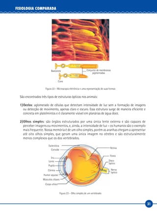 31
FISIOLOGIA COMPARADA
Bastonete Conjunto de membranas
pigmentadas
Cone
Figura 22 – Microscopia eletrônica e uma representação de suas formas
São encontrados três tipos de estruturas ópticas nos animais:
1)	Ocelos: aglomerado de células que detectam intensidade de luz sem a formação de imagens
ou detecção de movimento, apenas claro e escuro. Essa estrutura surge de maneira eficiente e
concreta em platelmintos e é claramente visível em planárias de água doce.
2)	Olhos simples: são órgãos estruturados por uma única lente externa e são capazes de
perceber imagens ou movimentos, e, ainda, a intensidade de luz – os humanos são o exemplo
mais frequente. Nossa memória é de um olho simples, porém as aranhas chegam a apresentar
até oito olhos simples, que geram uma única imagem no cérebro e são estruturalmente
menos complexos que os dos vertebrados.
Esclerótica
Corioide
Íris
Lente
Retina
Fóvea
Nervo
óptico
Disco
óptico
Pupila
Córnea
Humor aquoso
Corpo vítreo
Músculos ciliares
Figura 23 – Olho simples de um vertebrado
 