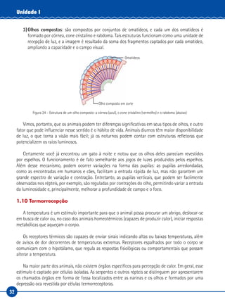 32
Unidade I
3)	Olhos compostos: são compostos por conjuntos de omatídeos, e cada um dos omatídeos é
formado por córnea, cone cristalino e rabdoma. Tais estruturas funcionam como uma unidade de
recepção de luz, e a imagem é resultado da soma dos fragmentos captados por cada omatídeo,
ampliando a capacidade e o campo visual.
Omatídeos
Olho composto em corte
Figura 24 – Estrutura de um olho composto: a córnea (azul), o cone cristalino (vermelho) e o rabdoma (abaixo)
Vimos, portanto, que os animais podem ter diferenças significativas em seus tipos de olhos, e outro
fator que pode influenciar nesse sentido é o hábito de vida. Animais diurnos têm maior disponibilidade
de luz, o que torna a visão mais fácil; já os noturnos podem contar com estruturas refletoras que
potencializem os raios luminosos.
Certamente você já encontrou um gato à noite e notou que os olhos deles pareciam revestidos
por espelhos. O funcionamento é de fato semelhante aos jogos de luzes produzidos pelos espelhos.
Além desse mecanismo, podem ocorrer variações na forma das pupilas: as pupilas arredondadas,
como as encontradas em humanos e cães, facilitam a entrada rápida de luz, mas não garantem um
grande espectro de variação e contração. Entretanto, as pupilas verticais, que podem ser facilmente
observadas nos répteis, por exemplo, são reguladas por contrações do olho, permitindo variar a entrada
da luminosidade e, principalmente, melhorar a profundidade de campo e o foco.
1.10 Termorrecepção
A temperatura é um estímulo importante para que o animal possa procurar um abrigo, deslocar-se
em busca de calor ou, no caso dos animais homeotérmicos (capazes de produzir calor), iniciar respostas
metabólicas que aqueçam o corpo.
Os receptores térmicos são capazes de enviar sinais indicando altas ou baixas temperaturas, além
de avisos de dor decorrentes de temperaturas extremas. Receptores espalhados por todo o corpo se
comunicam com o hipotálamo, que regula as respostas fisiológicas ou comportamentais que possam
alterar a temperatura.
Na maior parte dos animais, não existem órgãos específicos para percepção de calor. Em geral, esse
estímulo é captado por células isoladas. As serpentes e outros répteis se distinguem por apresentarem
os chamados órgãos em forma de fossa localizados entre as narinas e os olhos e formados por uma
depressão oca revestida por células termorreceptoras.
 