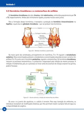36
Unidade I
2.2 Hormônios tireoidianos e a metamorfose de anfíbios
Os hormônios tireoidianos são dois, tiroxina e tri-iodotironina, conhecidos popularmente por T4
e T3, respectivamente. Ambos são intimamente ligados, atuando muitas vezes juntos.
Para a formação desses hormônios, é necessária a produção do hormônio tireoestimulante na
hipófise, o qual atua na glândula tireoidiana – que vai produzir tais hormônios.
Epiglote
Cartilagem tireóidea
Glândula tireóidea
Glândula
paratireóideas
superiores
Glândula
paratireóideas inferiores
Traqueia
Figura 26 – Glândula tireoidiana e paratireoides
Na maior parte dos vertebrados, principalmente em mamíferos, T3 e T4 regulam o metabolismo
oxidativo. Altas concentrações aceleram o metabolismo e concentrações reduzidas tornam-no lento. Em
anfíbios T3 e T4, junto com o hormônio prolactina, regulam a metamorfose. Os hormônios tireoidianos
induzem os processos metamórficos, e a prolactina é responsável pela inibição do mesmo processo. A
inibição é fundamental, pois, se o processo se iniciar antes do acúmulo de energia corporal nos girinos,
poderá fracassar.
Hipófise
Tireoide
Hormônio
estimulante da
tireoide
Hormônio
tiroxina
Prolactina
-
Inibição
+
Estímulo
Figura 27 – Vias de estímulo e inibição da metamorfose de anfíbios
Os ovos e os juvenis são aquáticos, e o adulto é terrestre. Para essa transição de ambientes, os
indivíduos necessitam de modificações drásticas, que lhes permitam resistir à própria falta de água ou
à disponibilidade de oxigênio.
 
