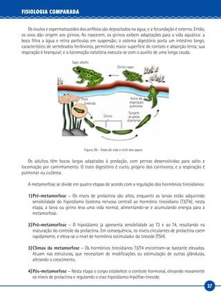 37
FISIOLOGIA COMPARADA
Os óvulos e espermatozoides dos anfíbios são depositados na água, e a fecundação é externa. Então,
os ovos dão origem aos girinos. Ao nascerem, os girinos exibem adaptações para a vida aquática: a
boca filtra a água e retira partículas em suspensão; o sistema digestório porta um intestino longo,
característico de vertebrados herbívoros, permitindo maior superfície de contato e absorção lenta; sua
respiração é branquial; e a locomoção natatória executa-se com o auxílio de uma longa cauda.
Sapo adulto
Girino-sapo
Ovos
Embrião
Girino
Início da
respiração
pulmonar
Surgem
as patas
dianteiras
Figura 28 – Fases de vida e ciclo dos sapos
Os adultos têm bocas largas adaptadas à predação, com pernas desenvolvidas para salto e
locomoção por caminhamento. O trato digestório é curto, próprio dos carnívoros, e a respiração é
pulmonar ou cutânea.
A metamorfose se divide em quatro etapas de acordo com a regulação dos hormônios tireoidianos:
1)	Pré-metamorfose – Os níveis de prolactina são altos, enquanto as larvas estão adquirindo
sensibilidade do hipotálamo (sistema nervoso central) ao hormônio tireoidiano (T3/T4); nesta
etapa, a larva ou girino leva uma vida normal, alimentando-se e acumulando energia para a
metamorfose.
2)	Pró-metamorfose – O hipotálamo já apresenta sensibilidade ao T3 e ao T4, resultando na
maturação do controle da prolactina. Em consequência, os níveis circulantes de prolactina caem
rapidamente, e eleva-se o nível de hormônio estimulador da tireoide (TSH).
3)	Clímax da metamorfose – Os hormônios tireoidianos T3/T4 encontram-se bastante elevados.
Atuam nas estruturas, que necessitam de modificações ou estimulação de outras glândulas,
afetando o crescimento.
4)	Pós-metamorfose – Nesta etapa o corpo estabelece o controle hormonal, elevando novamente
os níveis de prolactina e regulando o eixo hipotálamo-hipófise-tireoide.
 