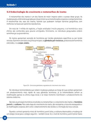 38
Unidade I
2.3 Endocrinologia do crescimento e metamorfose de insetos
A metamorfose dos insetos é um dos fatores de maior impacto sobre o sucesso desse grupo. As
mudançaspós-embrionáriasgeradasporelapermitemaoanimalalteraçõescorporaisecomportamentais.
A metamorfose deu asas aos insetos, fazendo que pudessem transpor barreiras geográficas, com
melhorias na busca por parceiros reprodutivos.
Em mais de 1 milhão de espécies, a fração analisada é muito pequena, e os hormônios e seus
efeitos são conhecidos para poucos artrópodes. Entretanto, os indivíduos pesquisados exibem
semelhanças surpreendentes.
Os insetos apresentam secreção de hormônios por tecidos glandulares específicos ou por tecido
nervoso.Oprimeirotemdoisconjuntosprincipais:asglândulas pró-torácicas,produtorasdehormônios
esteroides, e os corpos alados.
Corpora
cardíaca
Corpora
cardíaca Muda
ecdisona
Hormônio ecdisiotrópico
Pares
intercerebrais
Corpora
allata
Corpora
cardíaca
Células
neurossecretoras
mediais
Células
neurossecretoras
laterais
Gânglio frontal
Gânglio ventricular
Gânglio
ecdisal
Figura 29 – Estruturas glandulares reguladoras do crescimento dos insetos
Os indivíduos hemimetábolos que exibem mudanças graduais ao longo de suas ecdises apresentam
um amadurecimento mais rápido de suas glândulas secretoras; já os holometábolos sofrem as
modificações apenas na última etapa larval, e só nesse momento manifestam o amadurecimento do
sistema endócrino.
São dois os principais hormônios envolvidos na metamorfose e o crescimento dos insetos: o hormônio
juvenil e a ecdisona. Para cada etapa de crescimento do inseto, são necessárias a troca do exoesqueleto e
as modificações corporais, bem como o desenvolvimento dos tecidos e a formação da nova cutícula.
Quando o animal apresenta níveis de hormônio juvenil altos, a ecdisona desencadeia a mudança de
um estágio larval para o estágio seguinte – também larval. Se o nível do hormônio juvenil estiver baixo
 