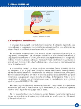 41
FISIOLOGIA COMPARADA
Células internas
Camada
muscular
Revestimento
externo
CO2 O2
Figura 30 – Respiração por difusão
3.2 Transporte e bombeamento
A composição do sangue pode variar bastante entre os animais. Os artrópodes, dependentes dessa
composição para as trocas gasosas, têm muitos transportadores de oxigênio, como a hemocianina e
poucas células; já os anelídeos têm outro transportador, a hemoglobina.
Em vertebrados, aproximadamente dois terços do volume sanguíneo consiste em água, e o
sangue chega a corresponder a até 10% do peso corpóreo total. Assim como nos invertebrados, o
sangue apresenta condutores de oxigênio, além de células que podem contribuir no transporte ou
na defesa imunológica. Esses condutores são moléculas formadas a partir de um conjunto proteico
associado a um elemento metálico. Sua função é carregar o oxigênio, que, na maioria dos sistemas,
não se desloca livremente.
A hemoglobina é composta por várias cadeias de aminoácidos. Formam as cadeias proteicas,
e a hemoglobina se liga ao grupo heme – que possui íons de ferro ao centro. A hemoglobina está
presente em anelídeos e na maioria dos vertebrados. Nos vertebrados existem variações, sobretudo, na
disponibilidade de hemoglobina, em virtude de condições externas. Estudos demonstram que peixes
habitantes de águas pobres em oxigênio têm alta concentração de hemoglobina. Ainda, há outros
transportadores de oxigênio como a hemocianina, que, em vez de associação com o ferro, o elemento
metálico é o cobre (SCHMIDT-NIELSEN, 2002).
Para que o sangue e todos os seus componentes, incluindo os transportadores de oxigênio, sejam
impulsionados pelo corpo, é necessário que haja o bombeamento, ou seja, estruturas capazes de
transmitir força e impulsionar o sangue por todos os tecidos.
Há três tipos de bombeamento encontrados nos animais. O coração é uma bomba importante do
tipo que apresenta câmaras e válvulas, porém nem todo animal tem corações como esses. Veja a seguir
os tipos de bombeamentos:
 