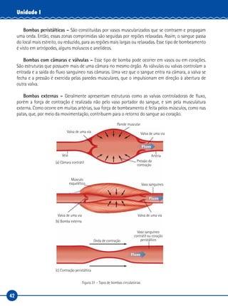 42
Unidade I
Bombas peristálticas – São constituídas por vasos muscularizados que se contraem e propagam
uma onda. Então, essas zonas comprimidas são seguidas por regiões relaxadas. Assim, o sangue passa
do local mais estreito, ou reduzido, para as regiões mais largas ou relaxadas. Esse tipo de bombeamento
é visto em artrópodes, alguns moluscos e anelídeos.
Bombas com câmaras e válvulas – Esse tipo de bomba pode ocorrer em vasos ou em corações.
São estruturas que possuem mais de uma câmara no mesmo órgão. As válvulas ou valvas controlam a
entrada e a saída do fluxo sanguíneo nas câmaras. Uma vez que o sangue entra na câmara, a valva se
fecha e a pressão é exercida pelas paredes musculares, que o impulsionam em direção à abertura de
outra valva.
Bombas externas – Geralmente apresentam estruturas como as valvas controladoras de fluxo,
porém a força de contração é realizada não pelo vaso portador do sangue, e sim pela musculatura
externa. Como ocorre em muitas artérias, sua força de bombeamento é feita pelos músculos, como nas
patas, que, por meio da movimentação, contribuem para o retorno do sangue ao coração.
Valva de uma via
Valva de uma via Valva de uma via
Onda de contração
Valva de uma via
Parede muscular
(a) Câmara contrátil
(b) Bomba externa
(c) Contração peristáltica
Pressão da
contração
Músculo
esquelético Vaso sanguíneo
ArtériaVeia
Vaso sanguíneo
contrátil ou coração
peristáltico
Figura 31 – Tipos de bombas circulatórias
 