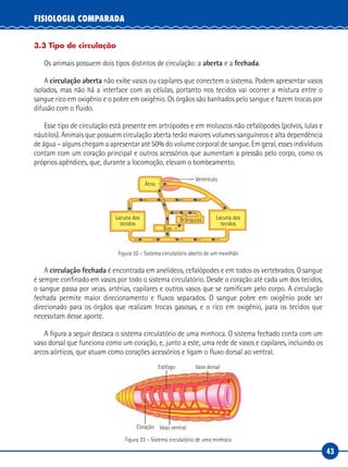 43
FISIOLOGIA COMPARADA
3.3 Tipo de circulação
Os animais possuem dois tipos distintos de circulação: a aberta e a fechada.
A circulação aberta não exibe vasos ou capilares que conectem o sistema. Podem apresentar vasos
isolados, mas não há a interface com as células, portanto nos tecidos vai ocorrer a mistura entre o
sangue rico em oxigênio e o pobre em oxigênio. Os órgãos são banhados pelo sangue e fazem trocas por
difusão com o fluido.
Esse tipo de circulação está presente em artrópodes e em moluscos não cefalópodes (polvos, lulas e
náutilos). Animais que possuem circulação aberta terão maiores volumes sanguíneos e alta dependência
de água – alguns chegam a apresentar até 50% do volume corporal de sangue. Em geral, esses indivíduos
contam com um coração principal e outros acessórios que aumentam a pressão pelo corpo, como os
próprios apêndices, que, durante a locomoção, elevam o bombeamento.
Átrio
Rim
Brânquias
Ventrículo
Lacuna dos
tecidos
Lacuna dos
tecidos
Figura 32 – Sistema circulatório aberto de um mexilhão
A circulação fechada é encontrada em anelídeos, cefalópodes e em todos os vertebrados. O sangue
é sempre confinado em vasos por todo o sistema circulatório. Desde o coração até cada um dos tecidos,
o sangue passa por veias, artérias, capilares e outros vasos que se ramificam pelo corpo. A circulação
fechada permite maior direcionamento e fluxos separados. O sangue pobre em oxigênio pode ser
direcionado para os órgãos que realizam trocas gasosas, e o rico em oxigênio, para os tecidos que
necessitam desse aporte.
A figura a seguir destaca o sistema circulatório de uma minhoca. O sistema fechado conta com um
vaso dorsal que funciona como um coração, e, junto a este, uma rede de vasos e capilares, incluindo os
arcos aórticos, que atuam como corações acessórios e ligam o fluxo dorsal ao ventral.
Esôfago
Coração
Vaso dorsal
Vaso ventral
Figura 33 – Sistema circulatório de uma minhoca
 