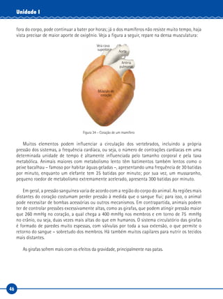 46
Unidade I
fora do corpo, pode continuar a bater por horas; já o dos mamíferos não resiste muito tempo, haja
vista precisar de maior aporte de oxigênio. Veja a figura a seguir, repare na densa musculatura:
Veia cava
superior Aorta
Artéria
pulmonar
Músculo do
coração
Figura 34 – Coração de um mamífero
Muitos elementos podem influenciar a circulação dos vertebrados, incluindo a própria
pressão dos sistemas, a frequência cardíaca, ou seja, o número de contrações cardíacas em uma
determinada unidade de tempo é altamente influenciada pelo tamanho corporal e pela taxa
metabólica. Animais maiores com metabolismo lento têm batimentos também lentos como o
peixe bacalhau – famoso por habitar águas geladas –, apresentando uma frequência de 30 batidas
por minuto, enquanto um elefante tem 25 batidas por minuto; por sua vez, um mussaranho,
pequeno roedor de metabolismo extremamente acelerado, apresenta 300 batidas por minuto.
Em geral, a pressão sanguínea varia de acordo com a região do corpo do animal. As regiões mais
distantes do coração costumam perder pressão à medida que o sangue flui; para isso, o animal
pode necessitar de bombas acessórias ou outros mecanismos. Em contrapartida, animais podem
ter de controlar pressões excessivamente altas, como as girafas, que podem atingir pressão maior
que 260 mmHg no coração, a qual chega a 400 mmHg nos membros e em torno de 75  mmHg
no crânio, ou seja, duas vezes mais altas do que em humanos. O sistema circulatório das girafas
é formado de paredes muito espessas, com válvulas por toda a sua extensão, o que permite o
retorno do sangue – sobretudo dos membros. Há também muitos capilares para nutrir os tecidos
mais distantes.
As girafas sofrem mais com os efeitos da gravidade, principalmente nas patas.
 