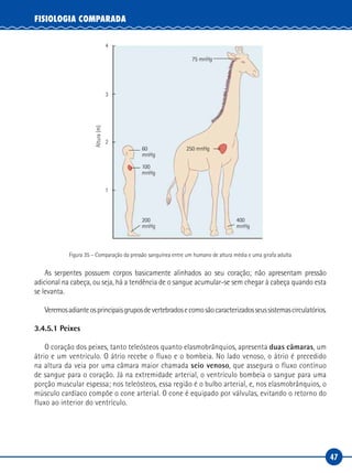 47
FISIOLOGIA COMPARADA
200
mnHg
100
mnHg
60
mnHg
400
mnHg
75 mnHg
250 mnHg
Altura(m)
4
3
2
1
Figura 35 – Comparação da pressão sanguínea entre um humano de altura média e uma girafa adulta
As serpentes possuem corpos basicamente alinhados ao seu coração; não apresentam pressão
adicional na cabeça, ou seja, há a tendência de o sangue acumular-se sem chegar à cabeça quando esta
se levanta.
Veremosadianteosprincipaisgruposdevertebradosecomosãocaracterizadosseussistemascirculatórios.
3.4.5.1 Peixes
O coração dos peixes, tanto teleósteos quanto elasmobrânquios, apresenta duas câmaras, um
átrio e um ventrículo. O átrio recebe o fluxo e o bombeia. No lado venoso, o átrio é precedido
na altura da veia por uma câmara maior chamada seio venoso, que assegura o fluxo contínuo
de sangue para o coração. Já na extremidade arterial, o ventrículo bombeia o sangue para uma
porção muscular espessa; nos teleósteos, essa região é o bulbo arterial, e, nos elasmobrânquios, o
músculo cardíaco compõe o cone arterial. O cone é equipado por válvulas, evitando o retorno do
fluxo ao interior do ventrículo.
 