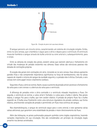 48
Unidade I
(I)
Átrio
Ventrículo
Figura 36 – Coração de peixe com suas duas câmaras
O sangue percorre um circuito único, caracterizando um sistema de circulação simples. Então,
entra no seio venoso, que o bombeia e segue para o átrio e depois para o ventrículo. O ventrículo
muscular bombeia o sangue através do bulbo arterial ou cone arterial e, subsequentemente, para
o corpo.
Entre as câmaras do coração dos peixes, existem valvas que exercem abertura e fechamento em
virtude das mudanças de pressão existentes nas câmaras. Essas valvas são estruturas passivas não
dotadas de contrações próprias.
O coração dos peixes tem contrações em série, iniciando-se no seio venoso. Essa câmara apresenta
paredes finas e não compreende importância significativa na força de bombeamento; não há valvas
capazes de impedir o retorno de sangue da cavidade seguinte, e a pressão não é efetiva. Contudo, o seio
venoso tem como papel iniciar o batimento cardíaco.
Seguindoofluxo,oátriosecontrai.Assim,causaoaumentodapressãoatrialepromoveofechamento
da valva para o seio venoso e a abertura da valva para o ventrículo.
A diferença de pressões entre o átrio contraído e o ventrículo relaxado impulsiona o fluxo. Em
seguida, o ventrículo se contrai, a valva atrial é fechada e a valva para o bulbo é aberta. Nos peixes
ósseos, o sangue flui para o bulbo, que tem caráter elástico. A pressão do próprio fluxo faz o bulbo
expandir-se. O bulbo atua finalmente como uma estrutura reguladora da pressão cardíaca, sua forma
elástica, amortecendo variações de pressão e permitindo um fluxo mais contínuo de sangue.
Nos elasmobrânquios, o sangue do ventrículo segue para o cone arterial, e este apresenta várias
valvas adicionais, que garantem uma estabilidade da pressão e maior direcionamento do fluxo.
Além das brânquias, os peixes pulmonados possuem pulmões como órgãos respiratórios, trazendo
variações importantes em sua circulação. Eles são considerados um princípio da circulação dupla
presente nos demais vertebrados.
 